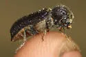 Amphicerus teres - photo 3