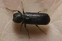 Amphicerus teres - photo 4