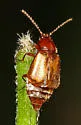 Amphichroum maculatum - photo 2