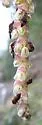 Amphichroum maculatum - photo 4