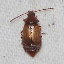 Amphichroum maculatum - photo 5