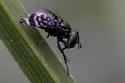 Amphicnephes fasciola