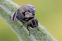 Amphicnephes fasciola - photo 2