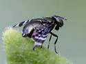 Amphicnephes fasciola - photo 3