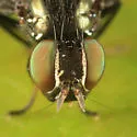 Amphicnephes pullus - photo 2