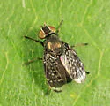 Amphicnephes pullus - photo 3
