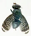 Amphicnephes pullus - photo 4