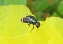 Amphicnephes pullus - photo 5