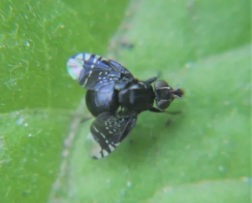 Amphicnephes stellatus