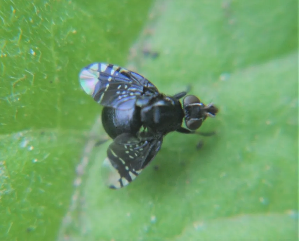 Amphicnephes stellatus - photo 2