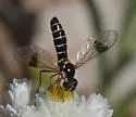 Amphicosmus arizonicus
