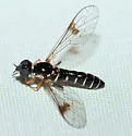 Amphicosmus arizonicus - photo 2