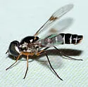 Amphicosmus arizonicus - photo 3