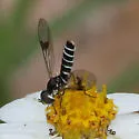 Amphicosmus arizonicus - photo 4