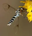 Amphicosmus arizonicus - photo 5