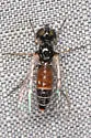 Amphicosmus elegans - photo 2