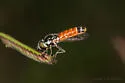 Amphicosmus vanduzeei