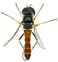 Amphicosmus vanduzeei - photo 3