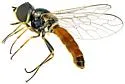 Amphicosmus vanduzeei - photo 4
