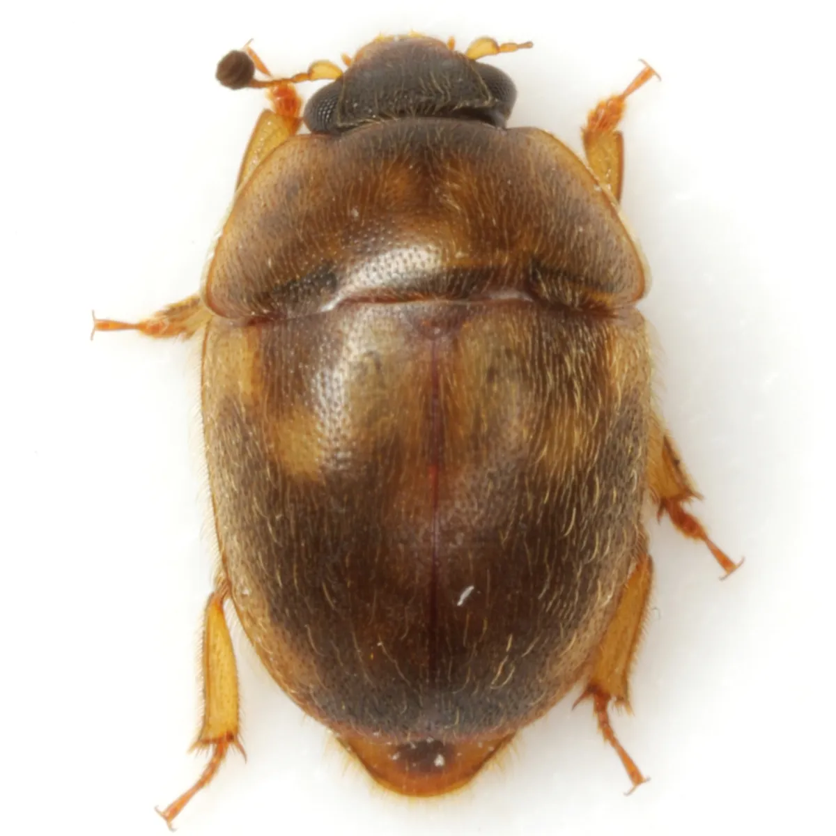 Amphicrossus ciliatus - photo 2
