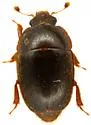 Amphicrossus liebecki