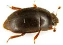 Amphicrossus liebecki - photo 2