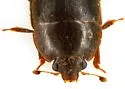 Amphicrossus liebecki - photo 3