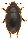 Amphicrossus liebecki - photo 5