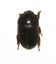 Amphicrossus niger - Amphicrossus niger