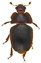 Amphicrossus niger - photo 4