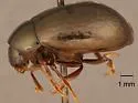Amphicyrta chrysomelina - photo 2