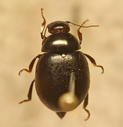Amphicyrta dentipes