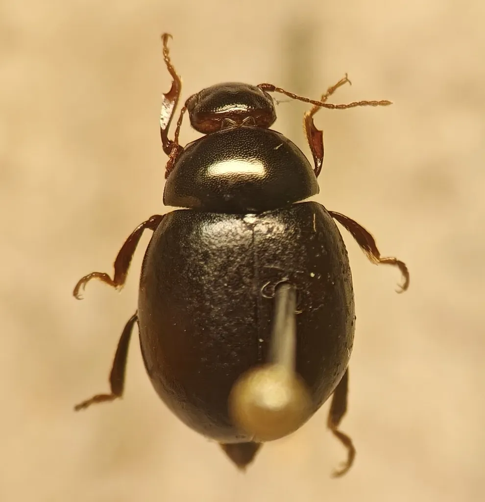Amphicyrta dentipes - photo 2