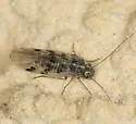 Amphigerontia bifasciata - photo 2