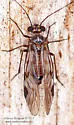 Amphigerontia contaminata