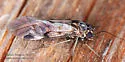 Amphigerontia contaminata - photo 2