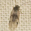 Amphigerontia montivaga