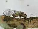 Amphigerontia montivaga - photo 3