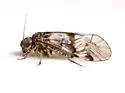 Amphigerontia montivaga - photo 4