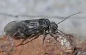 Amphigerontia montivaga - photo 5