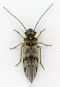 Amphigerontia petiolata
