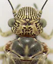 Amphigerontia petiolata - photo 2