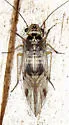 Amphigerontia petiolata - photo 4
