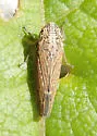 Amphigonalia aridella