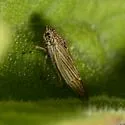 Amphigonalia aridella - photo 4