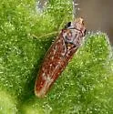 Amphigonalia bispinosa - photo 4