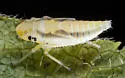 Amphigonalia gothica