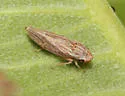 Amphigonalia gothica - photo 2