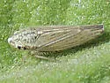 Amphigonalia severini - Amphigonalia severini