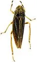 Amphigonalia severini - photo 4